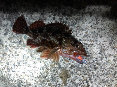 ロックフィッシュ