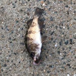 ムシングでまさかの‥