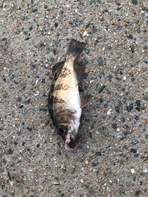 ムシングでまさかの‥