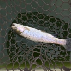 エリアトラウト