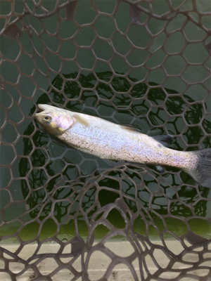 エリアトラウト