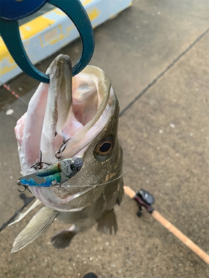 御利益フィーーーッシュ♫