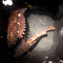 メバルとガシラ