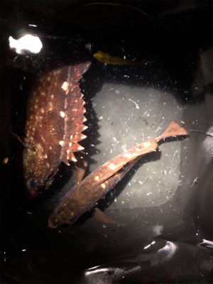 メバルとガシラ