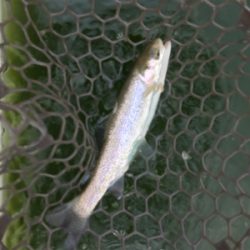 エリアトラウト