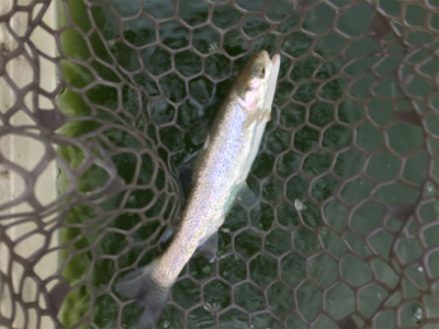 エリアトラウト