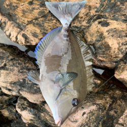 五島 沖磯 フカセ釣り