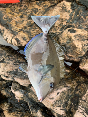 五島 沖磯 フカセ釣り