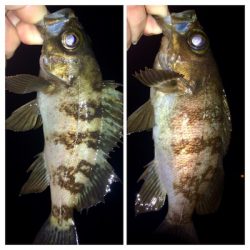 メバリング1825〜1915