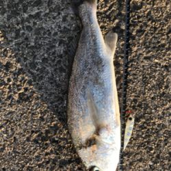 初シロクチ！連敗ストップ！