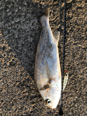 初シロクチ！連敗ストップ！