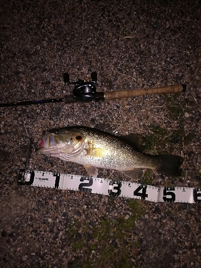 今年の初バスは52センチでスタート