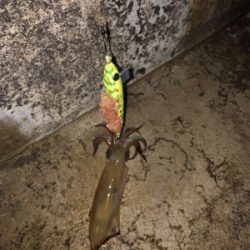 ヤリイカ釣り