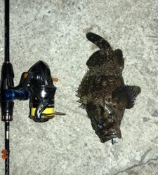 港奥メバリング