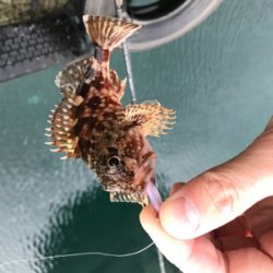 メバリングin御所浦