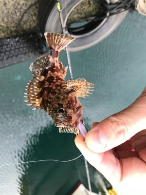 メバリングin御所浦