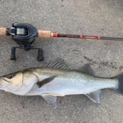 献上！抜き上げシーバス♫