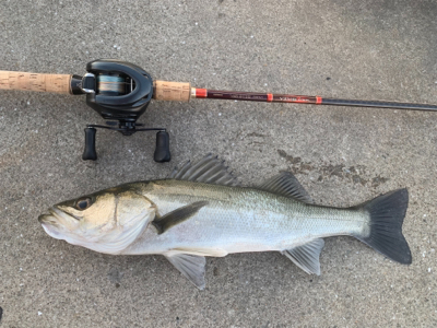 献上！抜き上げシーバス♫