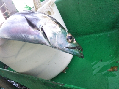 爆釣はつづく！