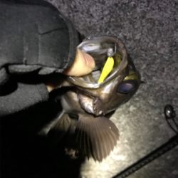 まぁまぁなサイズ