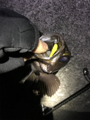 まぁまぁなサイズ