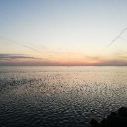 コブダイチャレンジ