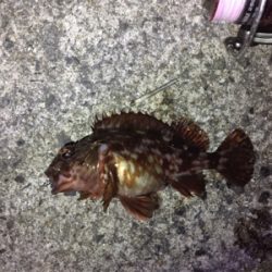 メバリングのはずが