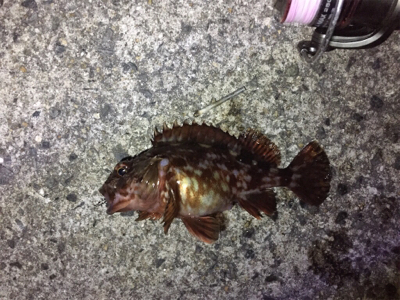 メバリングのはずが