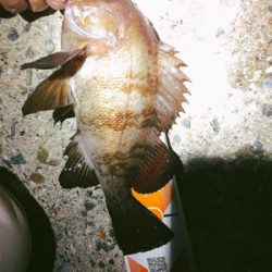 バースデーフィッシュ!(再