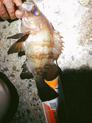 バースデーフィッシュ！(再