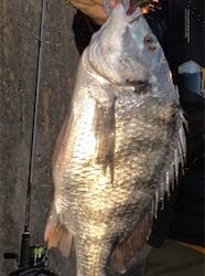 久々のチニング