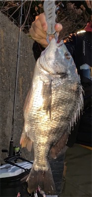 久々のチニング