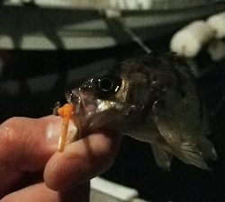 2019年3月9日釣行in船越漁港&姪浜漁港