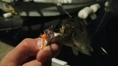 2019年3月9日釣行in船越漁港&姪浜漁港