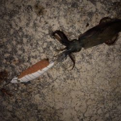 ヤリイカ釣れない…