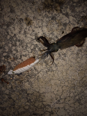 ヤリイカ釣れない…