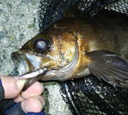 ナイトメバリング