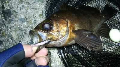 ナイトメバリング