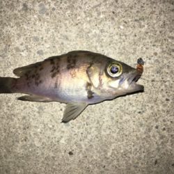 マイクロメバリング