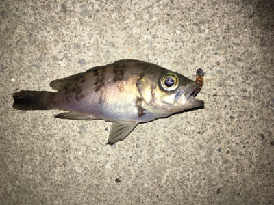 マイクロメバリング