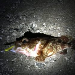 ガッシー君高活性