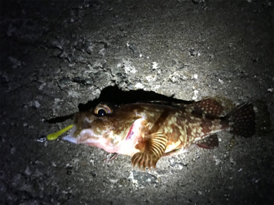 ガッシー君高活性