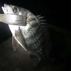 ナイトメバリング