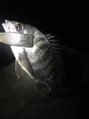 ナイトメバリング