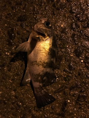 メバリングin御所浦