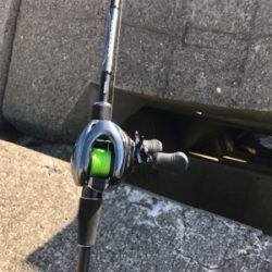 ボラの大名行列