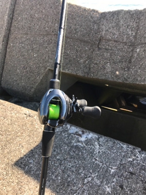 ボラの大名行列