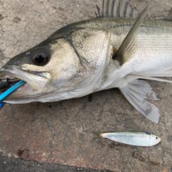 早春のマルチ湾奥シーバス♫