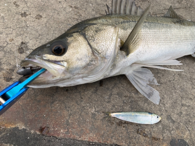 早春のマルチ湾奥シーバス♫