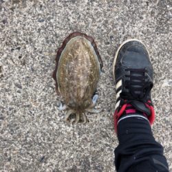 コウイカ絶好調!